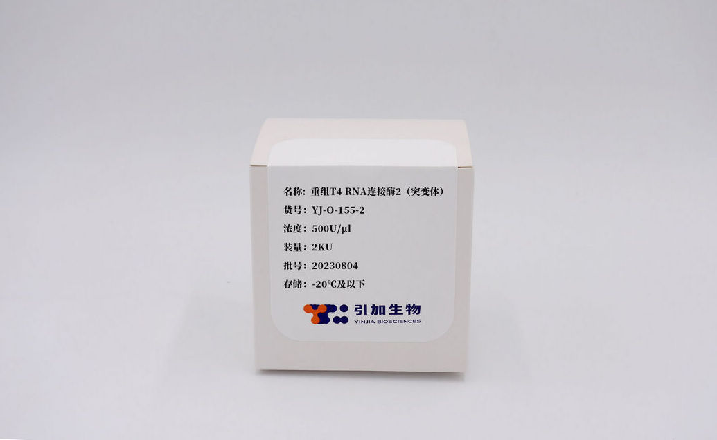 重组 T4 RNA 连接酶2(突变体)