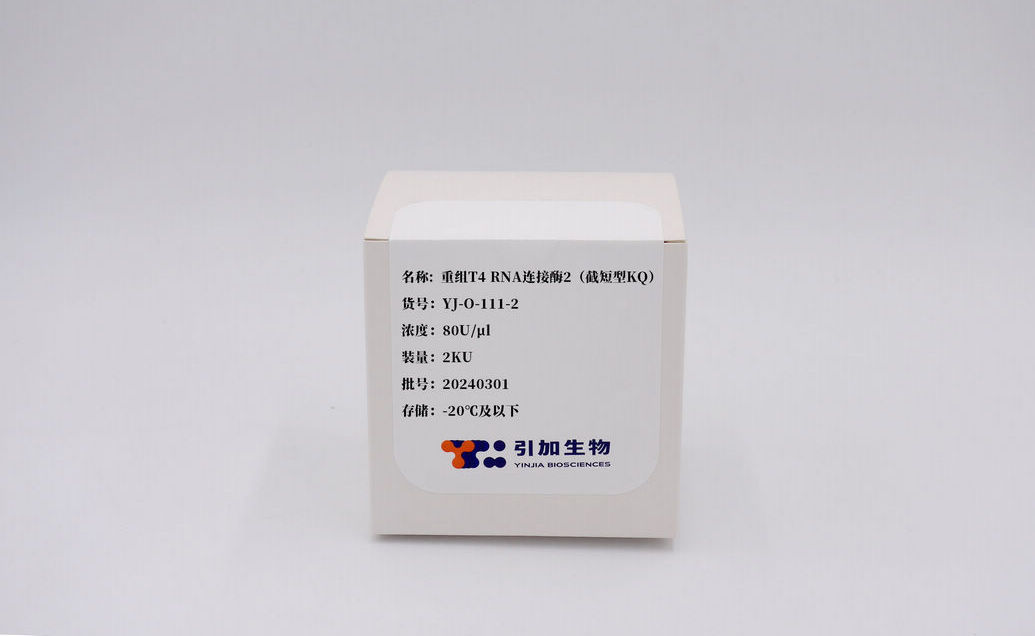 重组T4 RNA 连接酶2(截短型KQ)